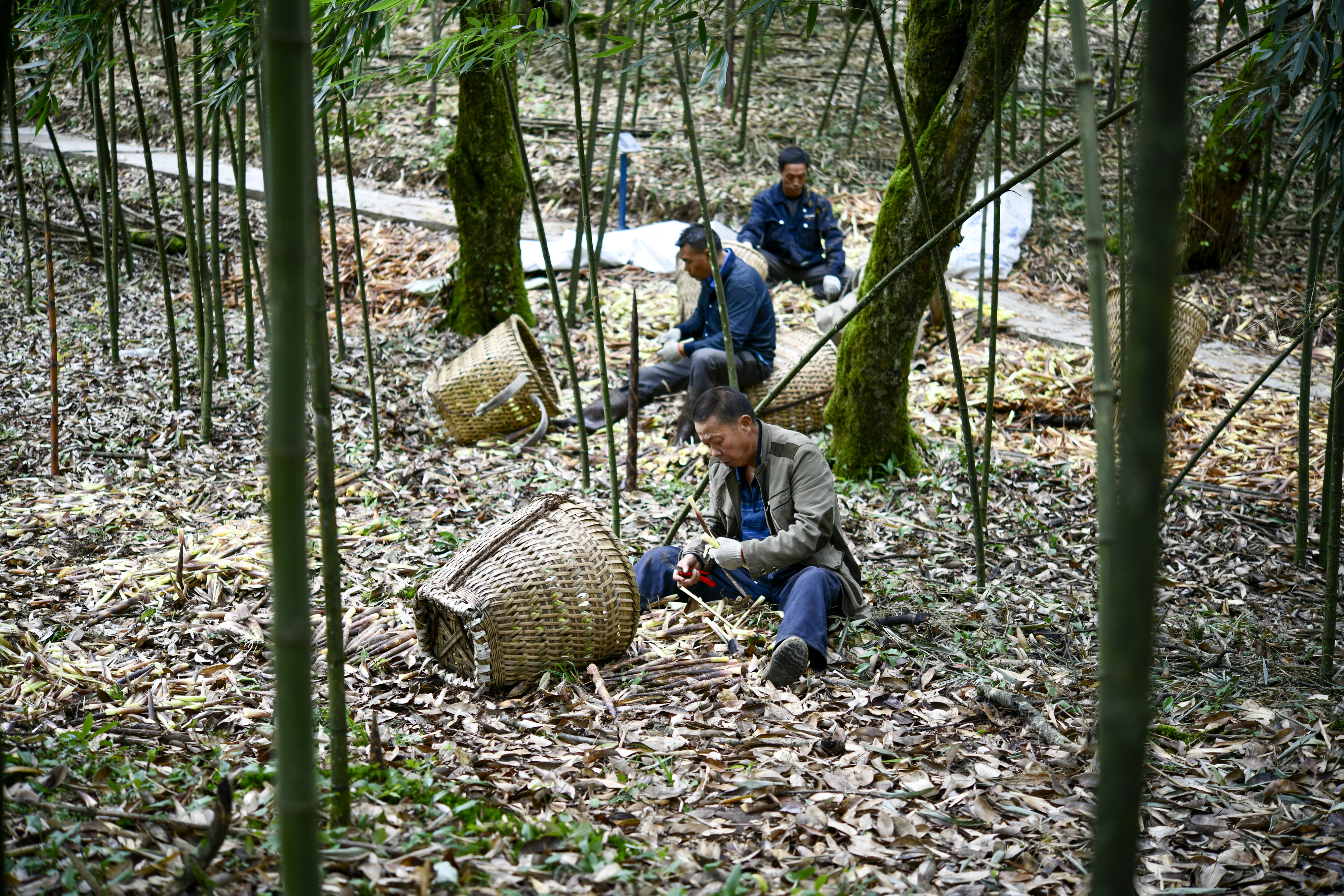 8月30日,金佛山上的一家筍場工棚外,幾名採筍人在清點當天採到的