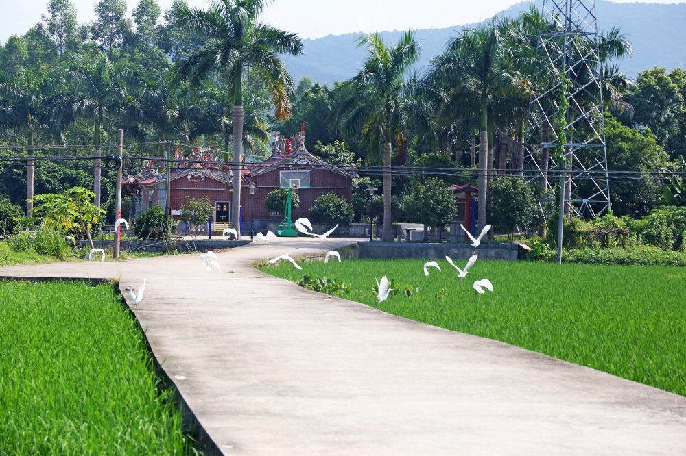 生态宜居乡村南安市金淘镇晨光村