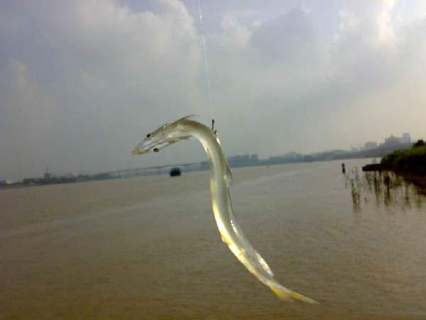 小时候经常吃的"面条鱼"现在只有在朝鲜那边才抓得到