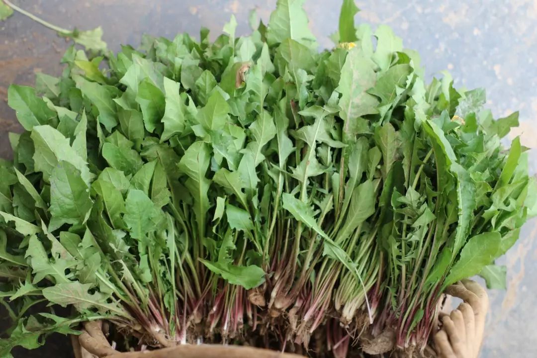 这种云南野菜一般外地人都不太敢吃你能接受吗