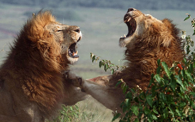 狮子兄弟同时与母狮陷入爱河为了争抢母狮子展开生死之战