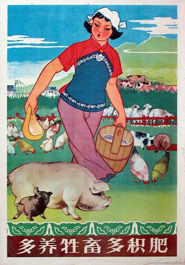 老版宣传画大力发展养猪事业
