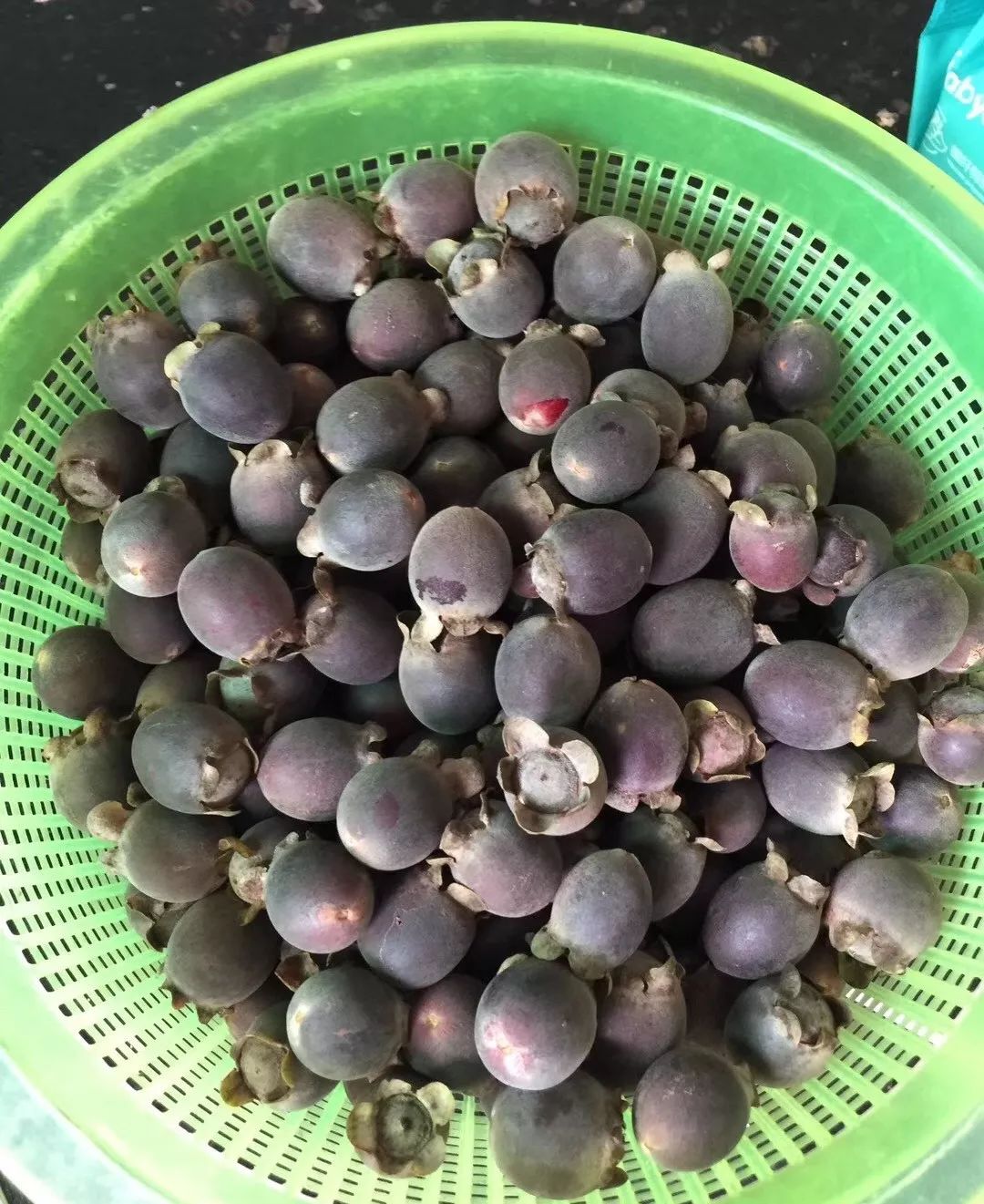 新兴这种野果300蚊/斤,有人靠它月入过万!_捻子