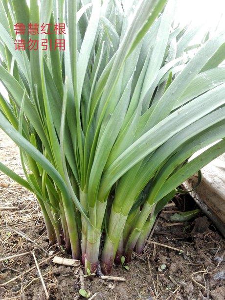 红根韭菜品种介绍齐慧红根韭菜