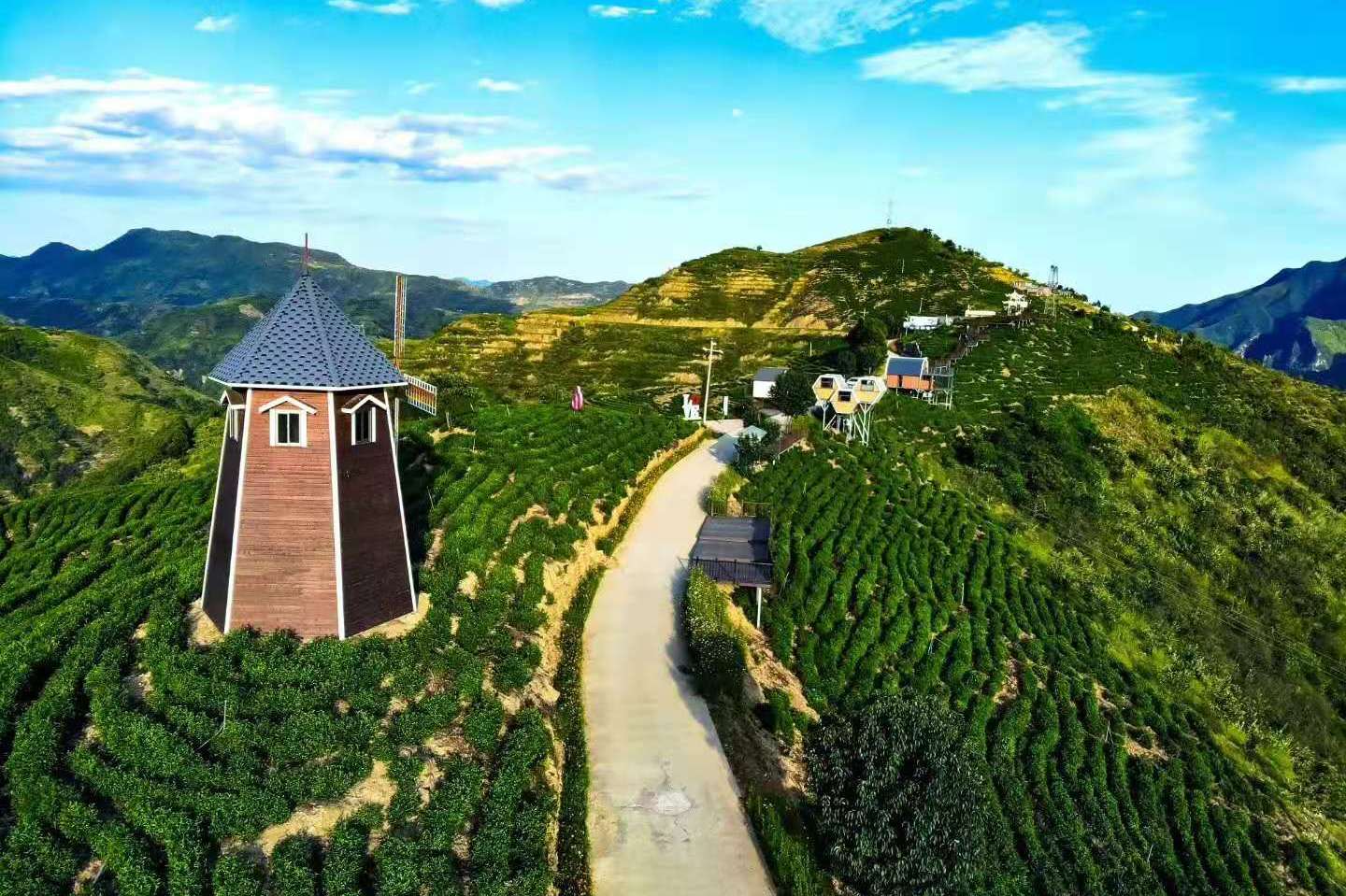 山阳县副县长金雪华一行莅临金桥茶业莲花茶厂指导茶叶产业发展工作