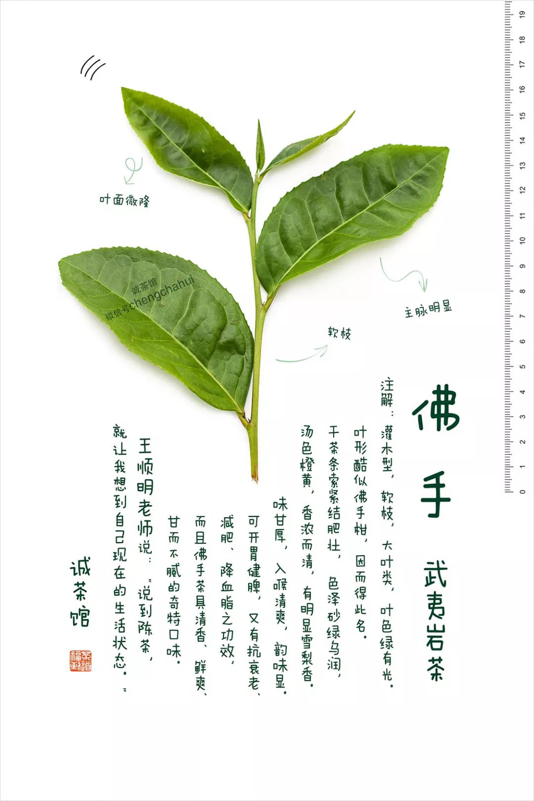 出来吧,佛手!问山今年岩茶的"c位"就是你了_武夷山