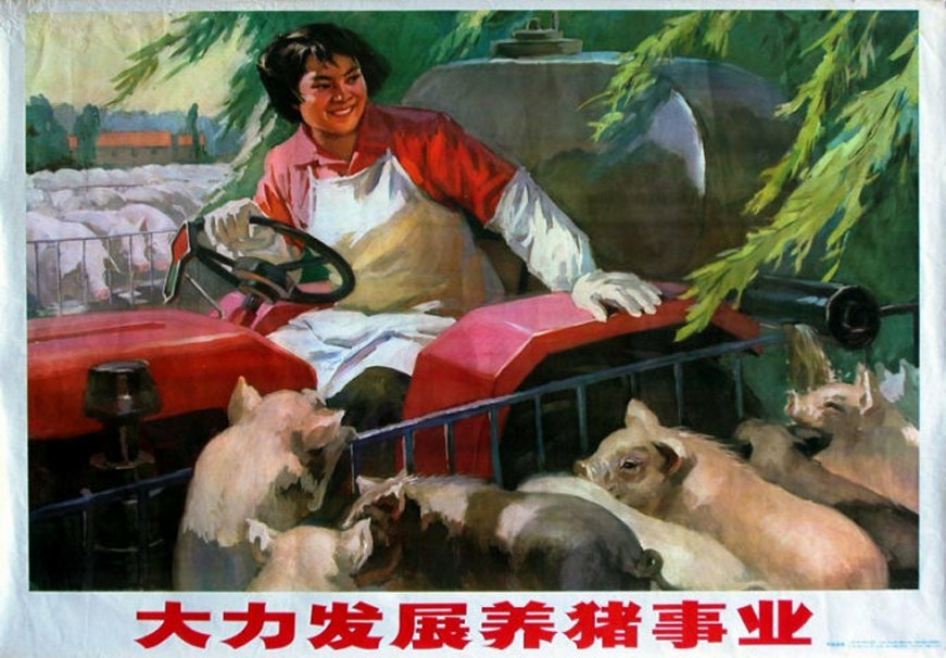 老版宣传画大力发展养猪事业