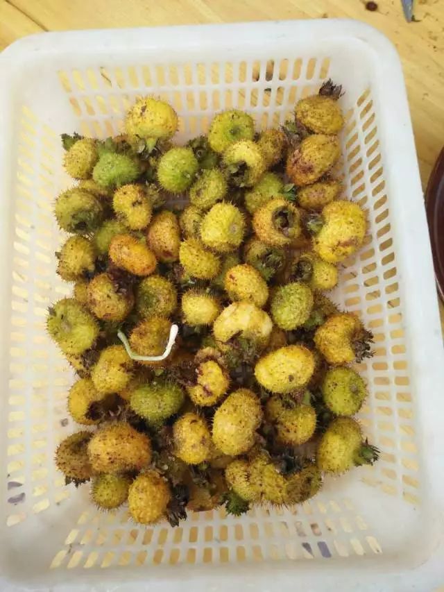 建南秋季野果大集合口水流哒一地