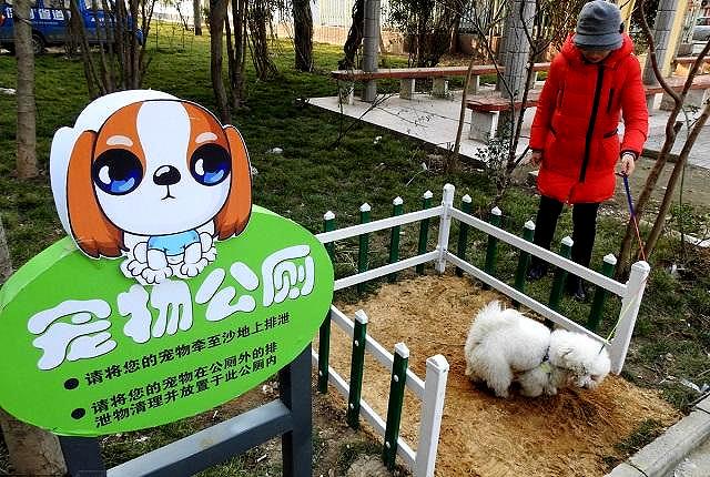 宠物公厕不尽人意,这3个国家值得借鉴
