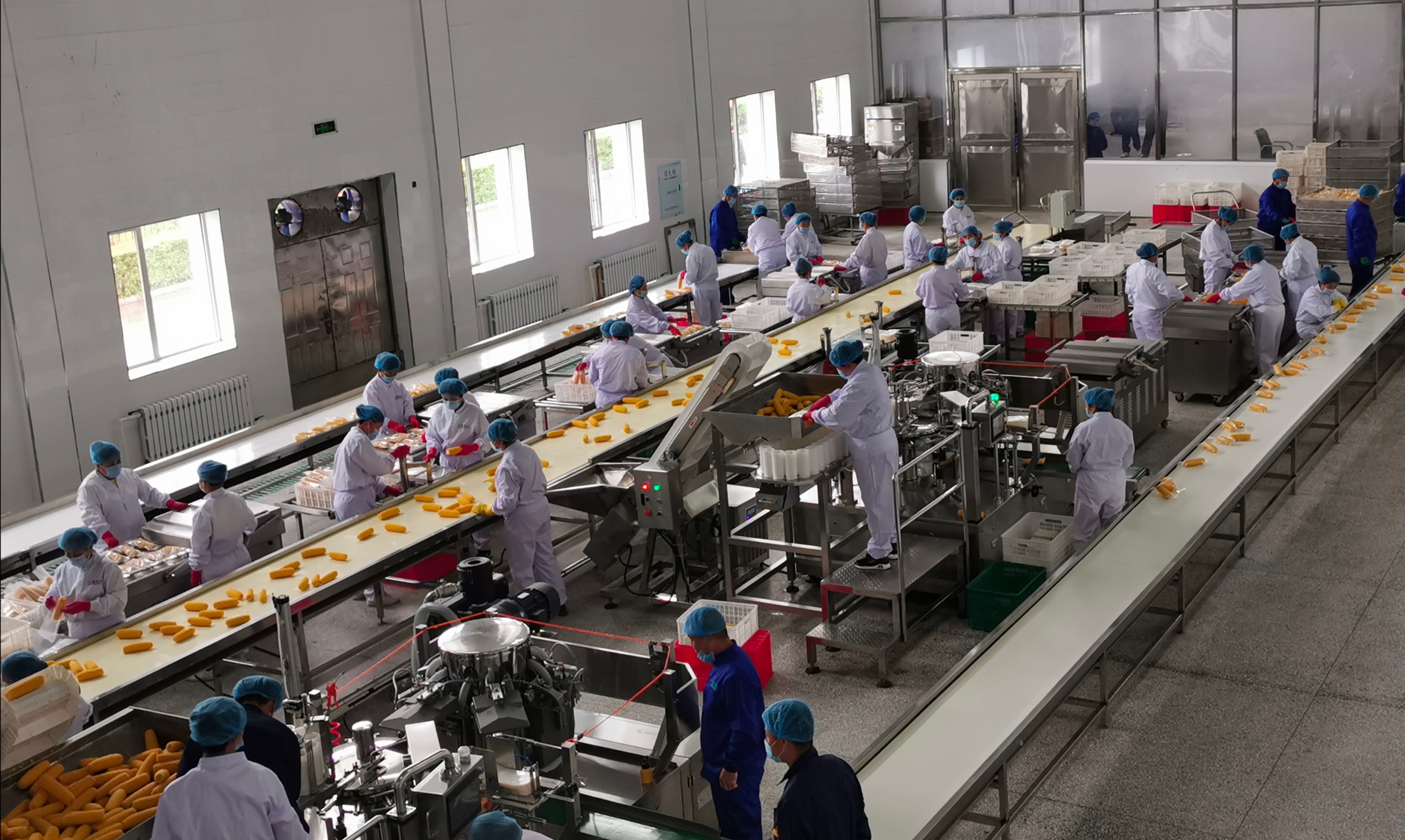 青冈鲜食玉米加工流水线为提升青冈鲜食玉米生产能力,确保青冈鲜食