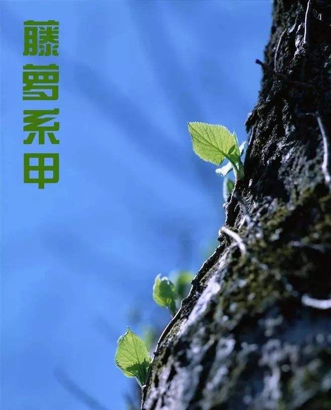 祝你们都有个好的姻缘,藤萝系甲,可春可秋.