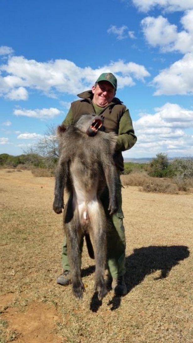 原创为了拍照晒朋友圈英国游客常在非洲狩猎狒狒不以为耻反以为荣