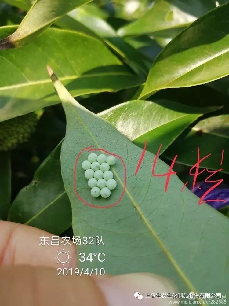 荔枝蝽虫卵图片