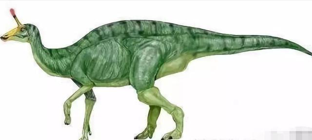 听说过青岛龙吗恐龙时代的独角兽和大象一样大独角作用未知