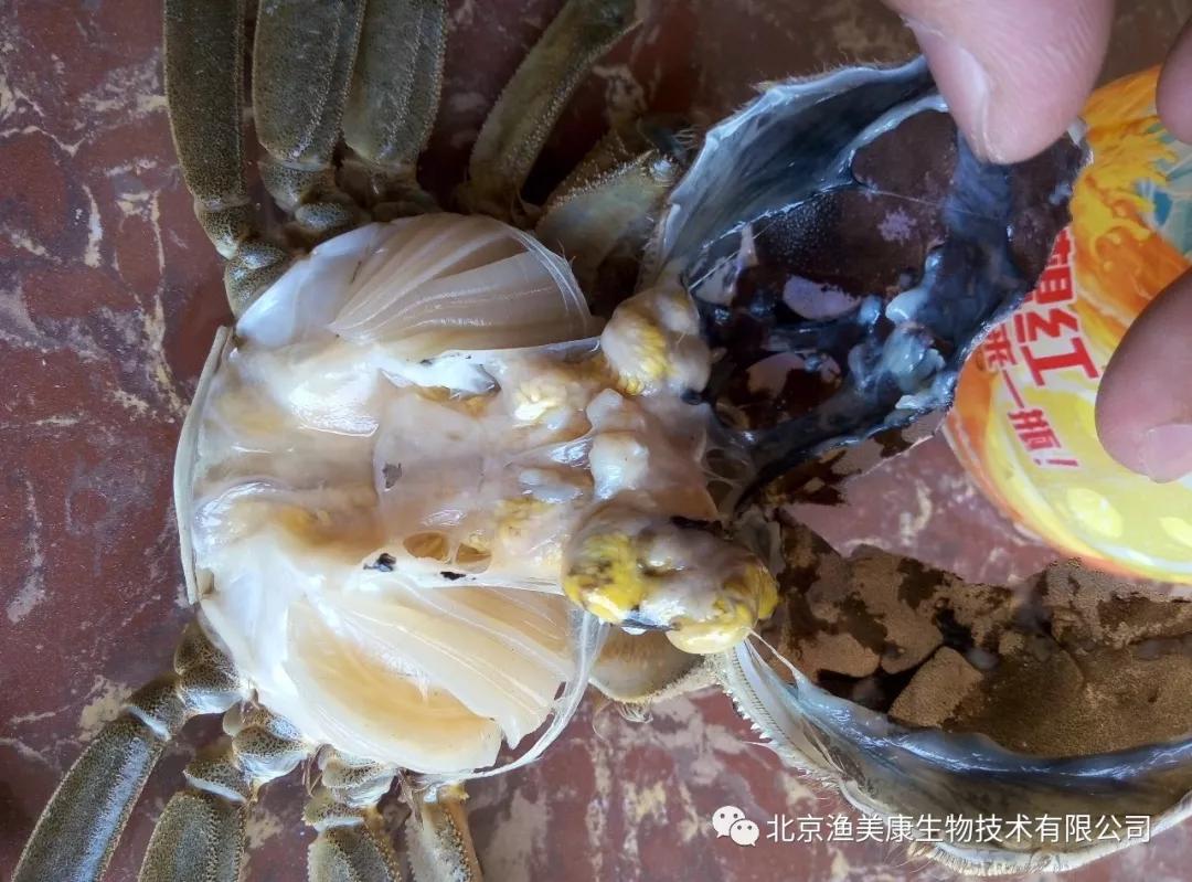 亚盐的原理和危害:河蟹通过呼吸作用使亚盐由鳃丝进入血液,河蟹的血蓝
