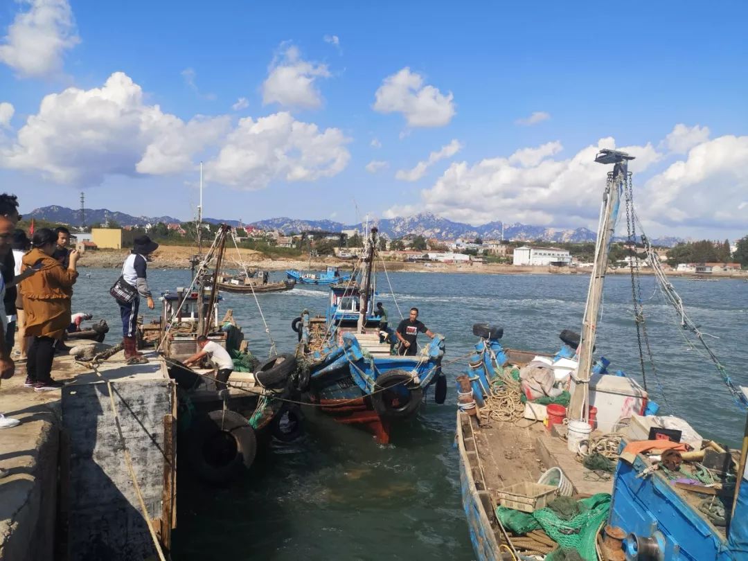 青岛开海第一鲜坐标沙子口看完哈喇子直流海货我都认不全