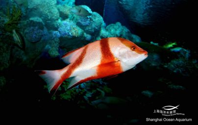 海洋科普来自浅海区域的家族笛鲷科鱼类