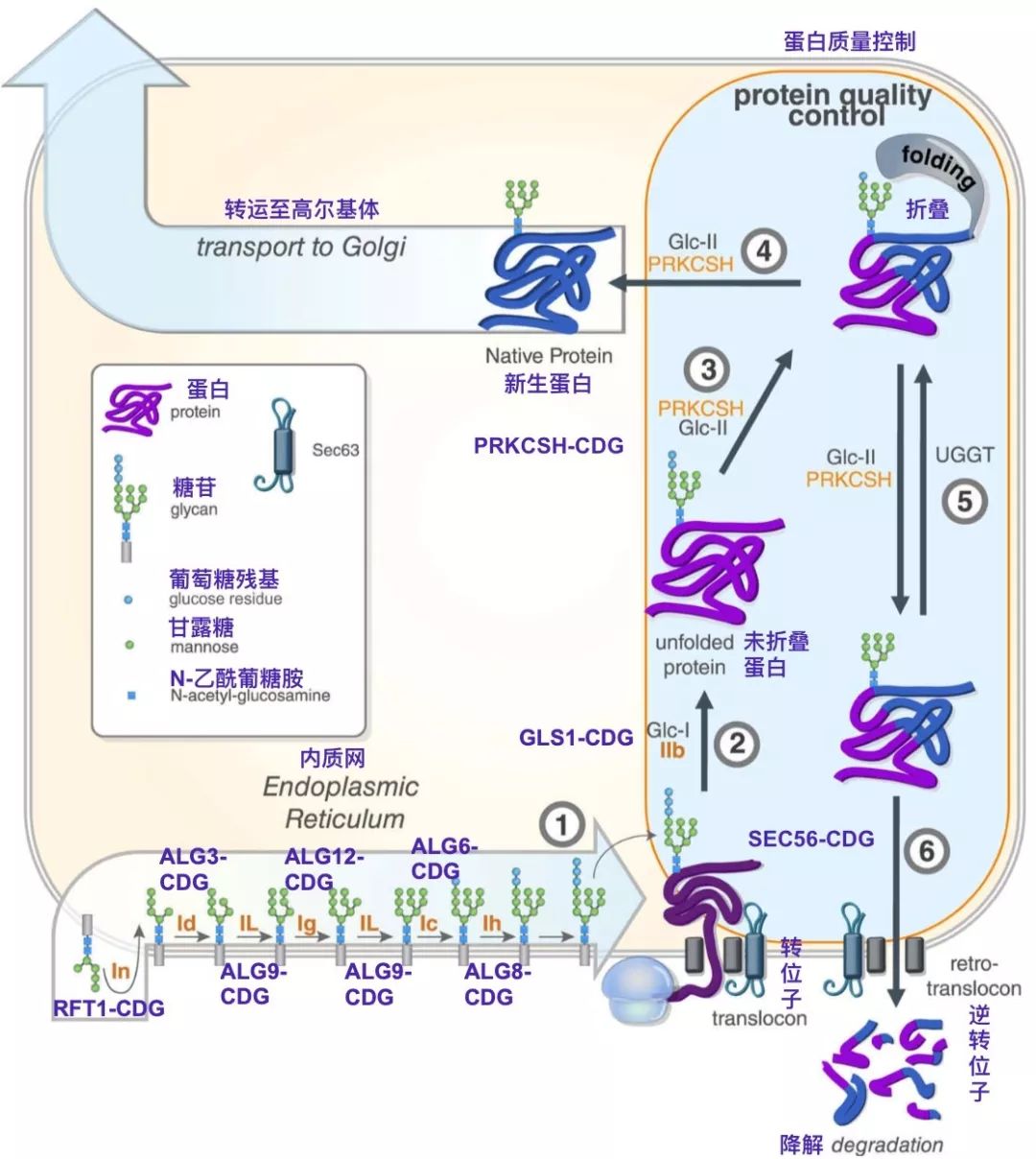 纤维囊性病变的cdg及其发病机制治疗方面应针对病因改善糖基化为主,熊