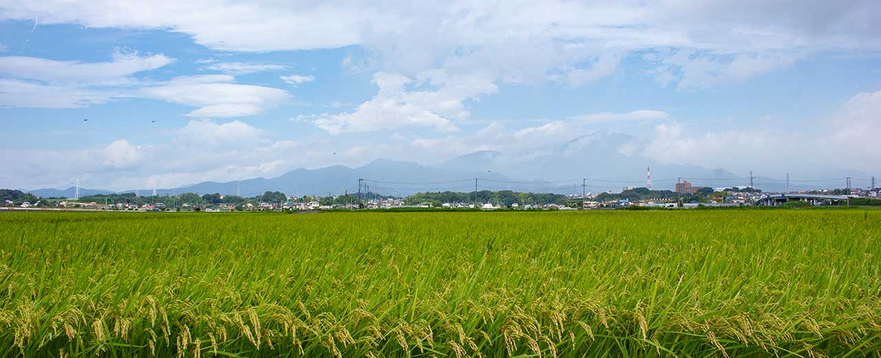 日本早稻大米主产区的新潟与北海道2019年大丰收米价有望回归更合理