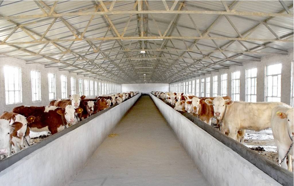 西门塔尔牛育肥技术,西门塔尔牛饲养技术