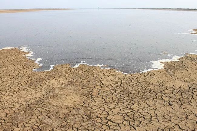 图鉴黄河变迁丨刁口河的新生