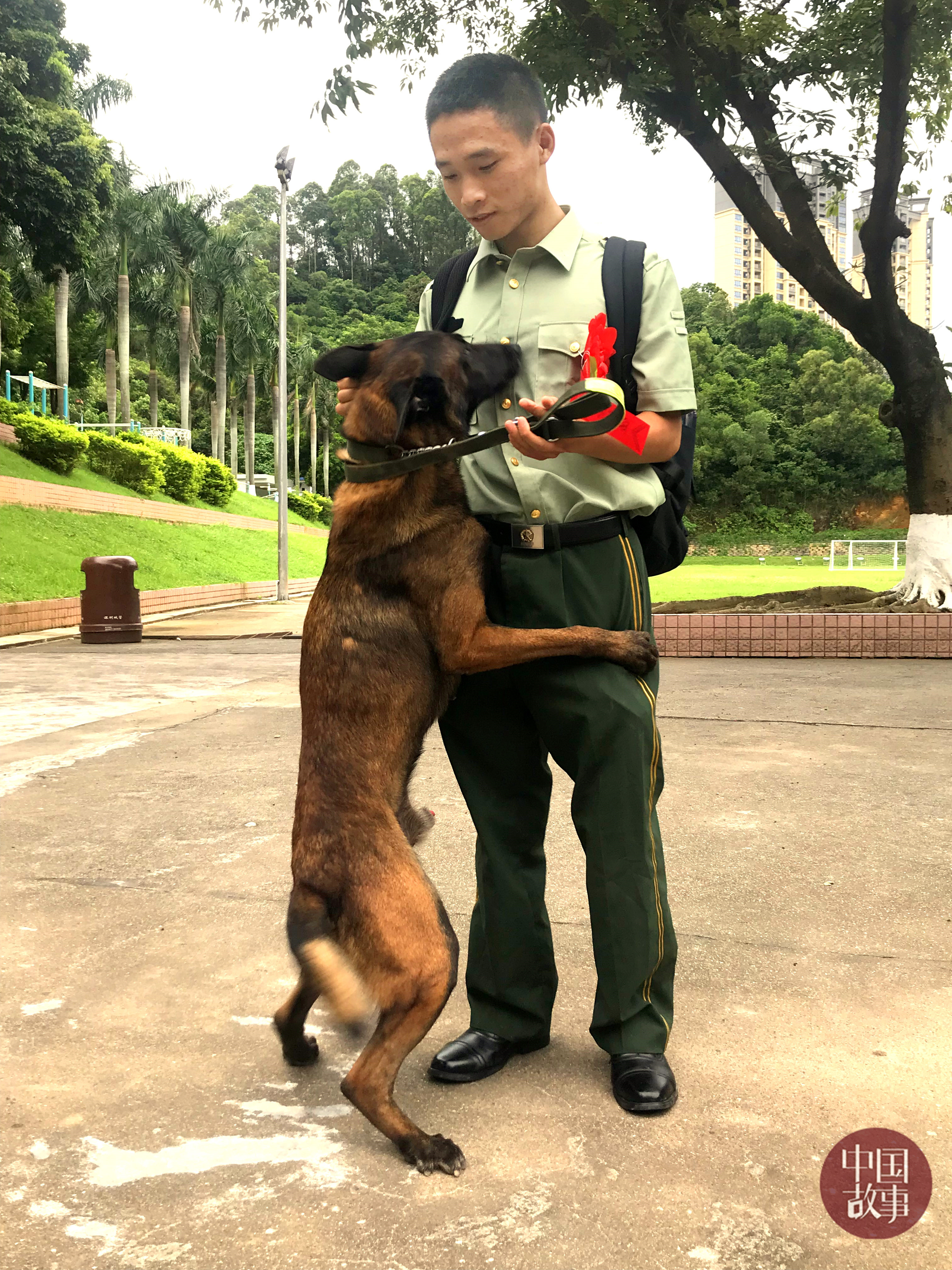 解放军军犬图片