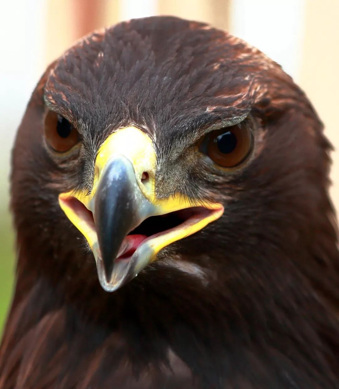 神农架爱鸟人士救助国家一级保护动物金雕_老鹰