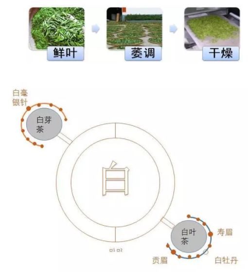 白茶加工工艺:白茶是制作最为简单的一种茶类,经两三天纯天然酝酿而成