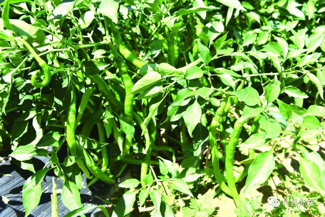 代县上磨坊村120亩集体经济红辣椒丰收在望