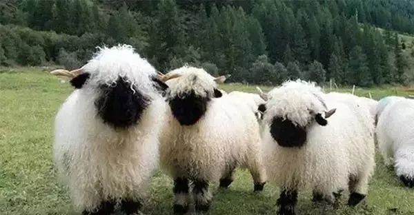 17,黑鼻羊罗姆尼羊原产于英国东南部的肯特郡罗姆尼和苏塞克斯地,故又