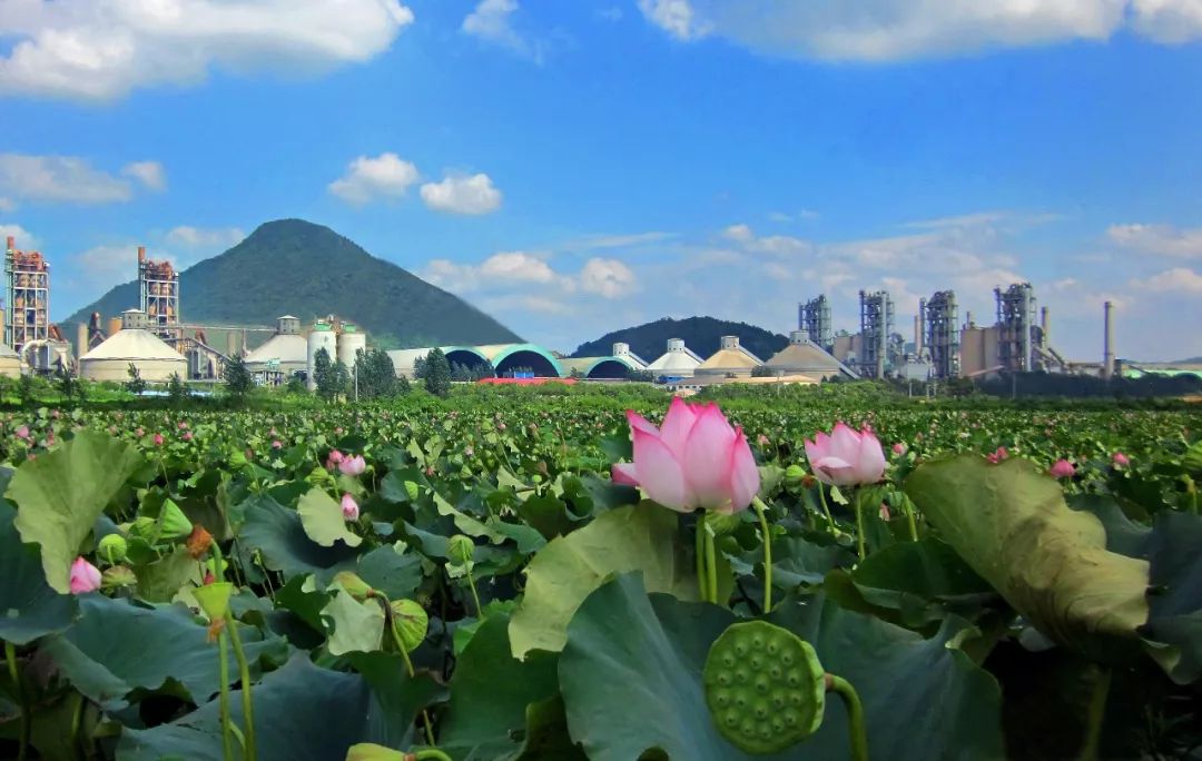 安徽经济报丨海螺集团绿色扶贫大型国企风范