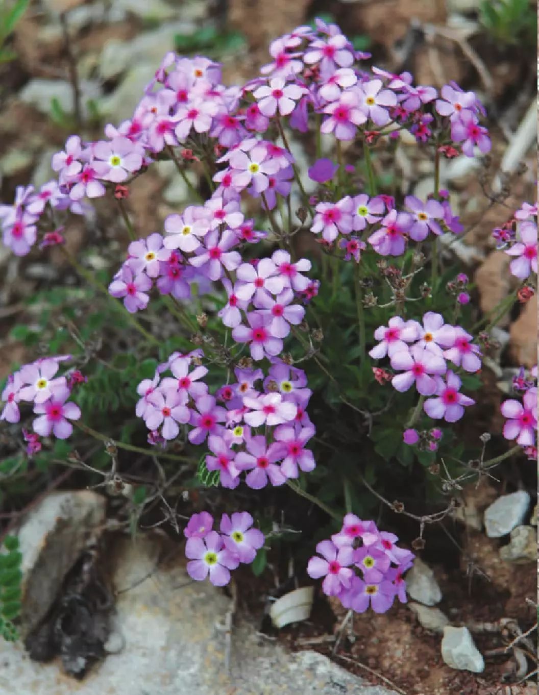 宠派养花大全小编温馨提示:点地梅喜欢湿润温暖,向阳通风的环境,生命