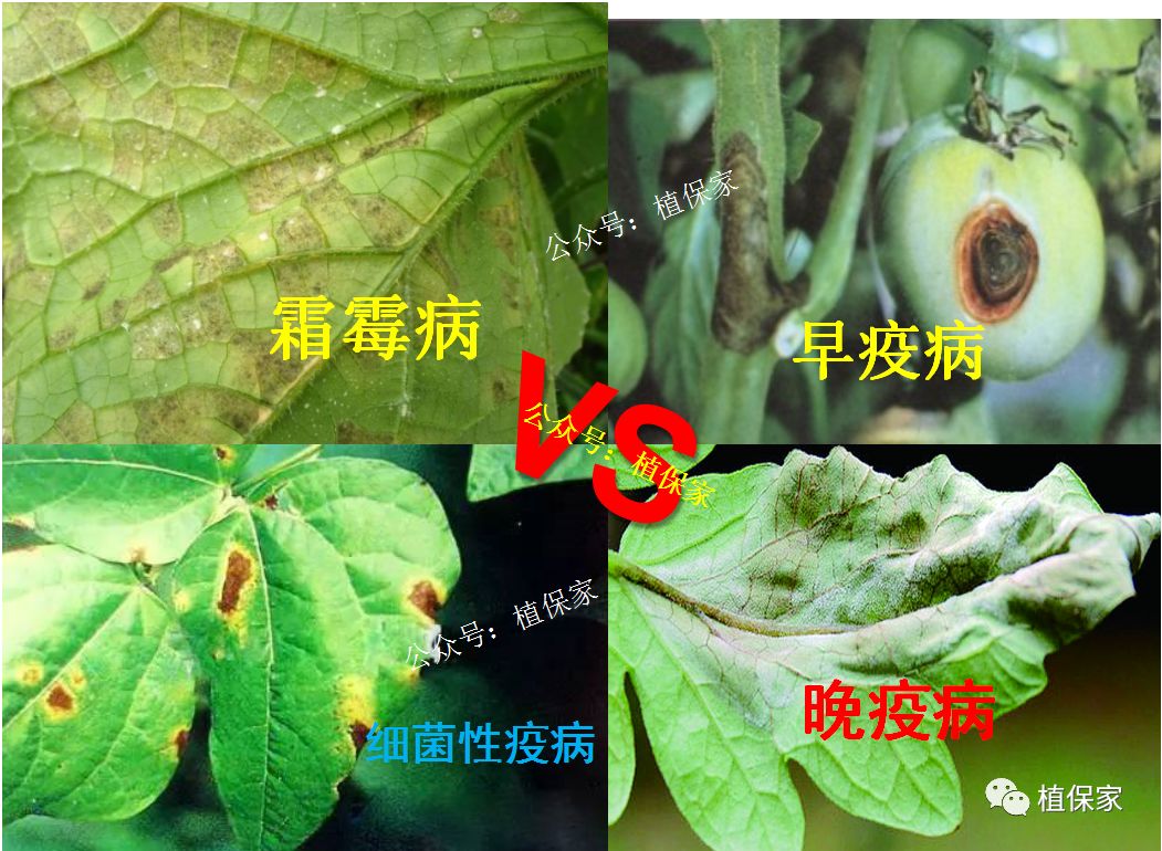 甲基硫菌灵广谱性杀菌剂;保护和治疗;防治灰霉病,白粉病,炭疽病,褐斑