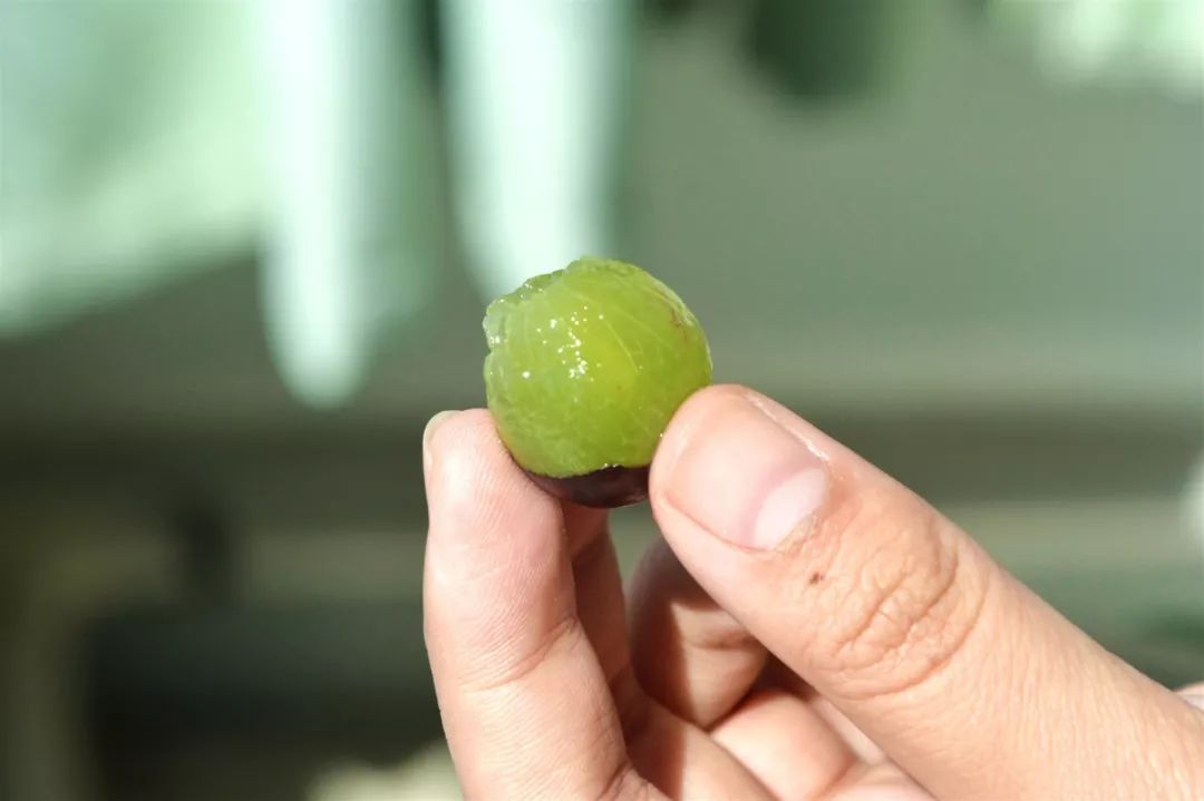 扩散中秋节吃葡萄的现在赶紧看别说小编没告诉你