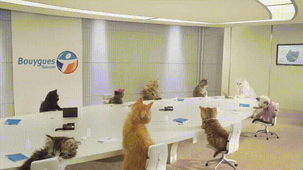 猫咪员工,前台工作,接电话,用电脑,看电视,试手机,开会,购物,开party