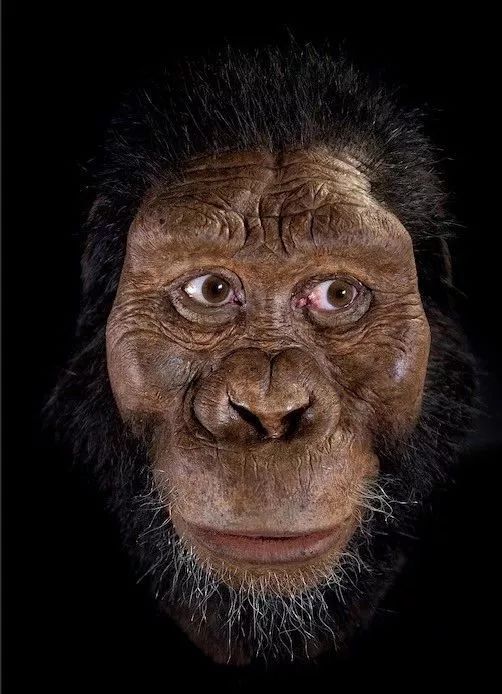 专家发现380万年前人类祖先双眼皮还有胡子