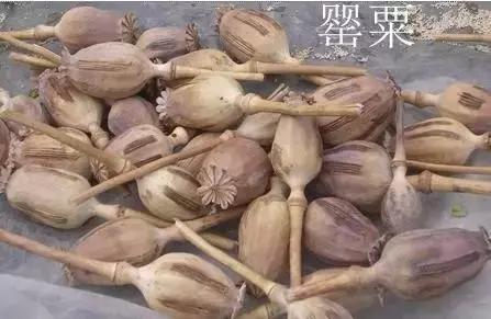 合肥一火锅店底料中加罂粟壳老板被判刑还要在这里道歉