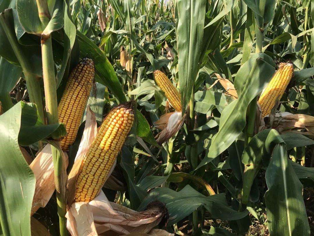 2天8000亩订购全新隆平206全新升级更优秀