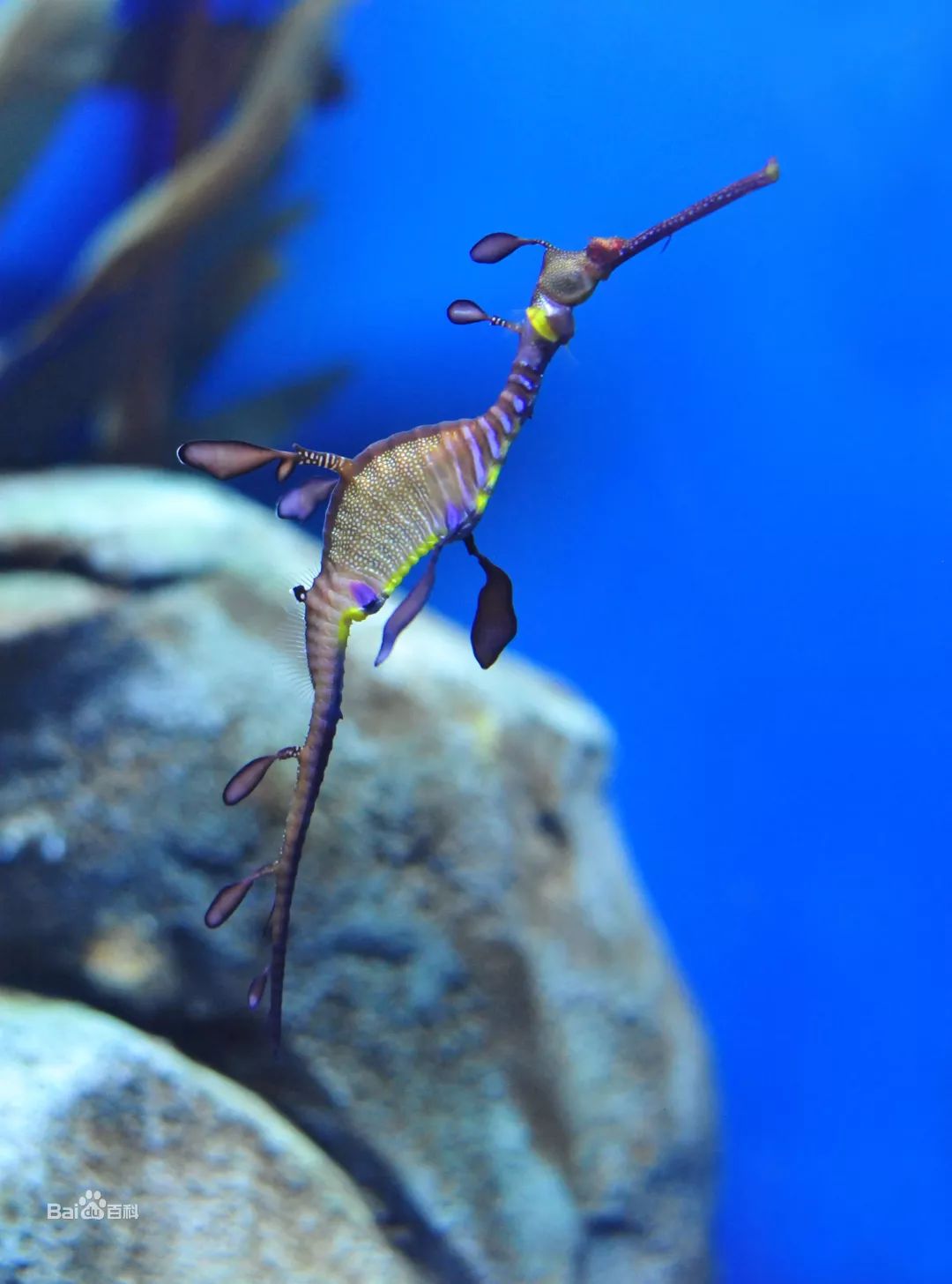 緞帶海龍澳洲的鋸鰩和射水魚,南極洲的企鵝等館內最有特色的是南美洲