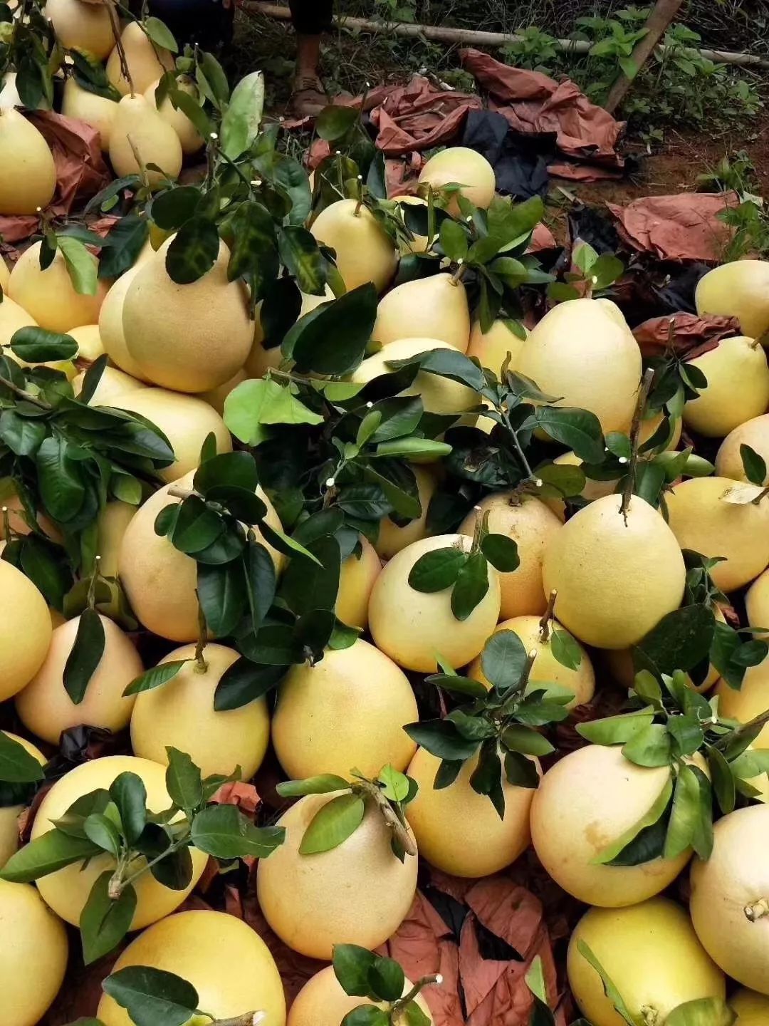 清甜可口正宗梅州红心蜜柚一包约8-10个,总重约25斤,下单即是99元一包