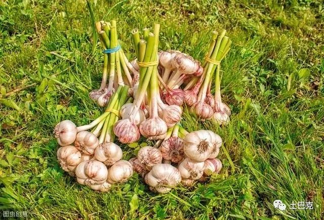 巨型大蒜种植要点学会这些种植技术来年大丰收