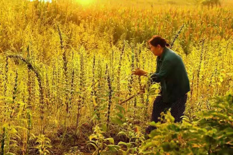 图文临泉收割芝麻