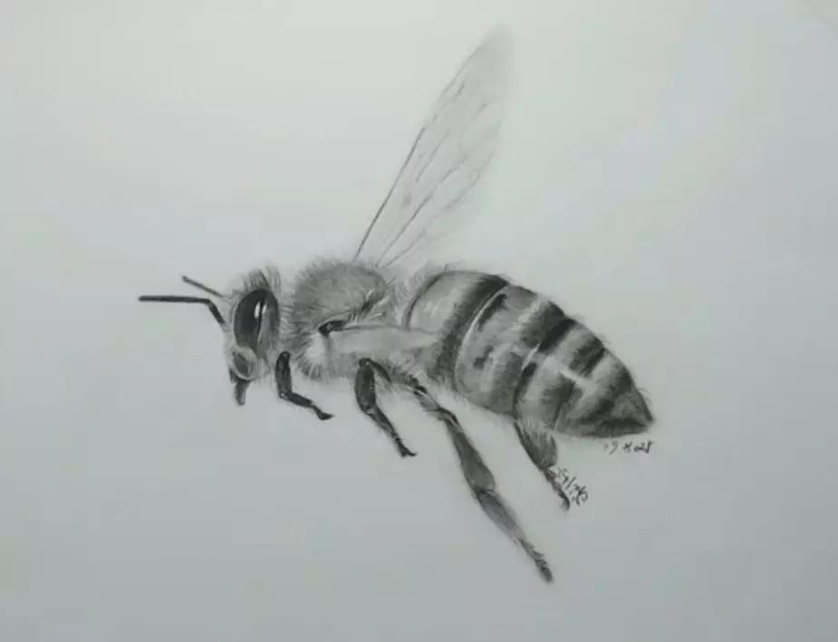 蜜蜂素描画图片大全图片