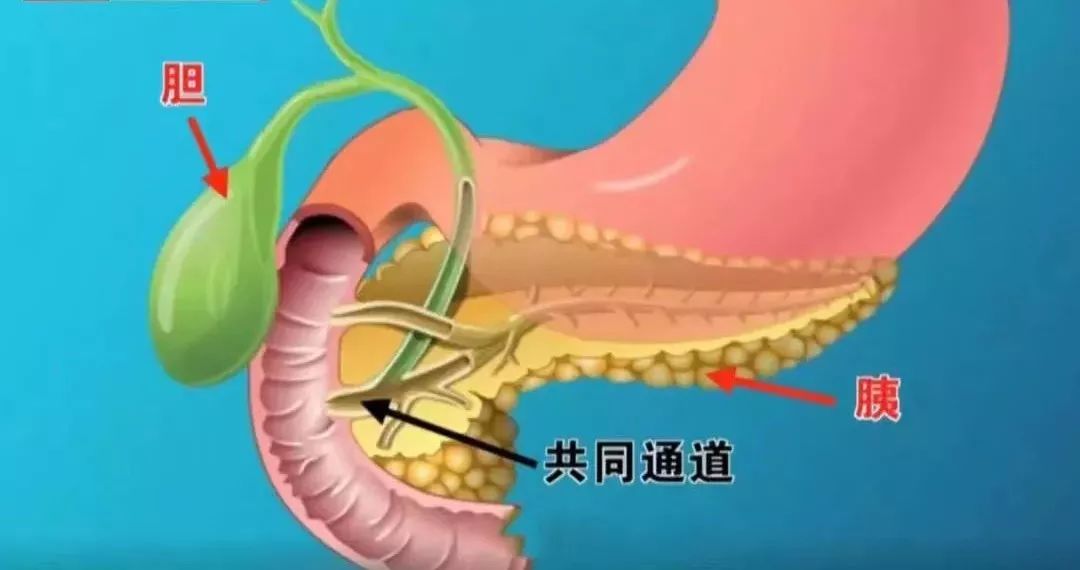 胰腺的外分泌腺会产生帮助消化的消化酶;内分泌成分由胰岛细胞组成