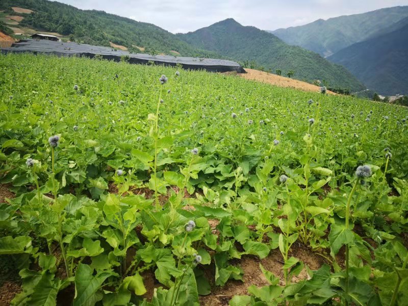 云南定制药园助力脱贫攻坚促进中药产业