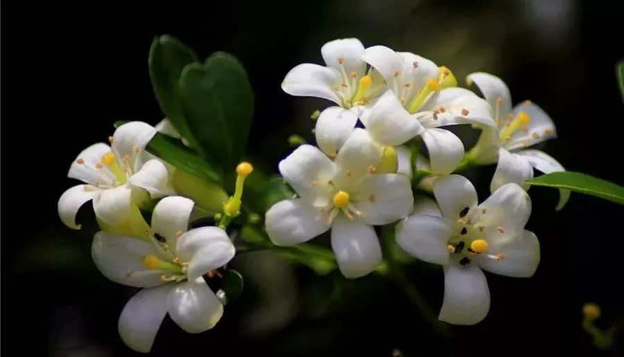 美芽优选丨康熙帝亲试的减肥好物湿气像开了闸一样排出月瘦一大圈