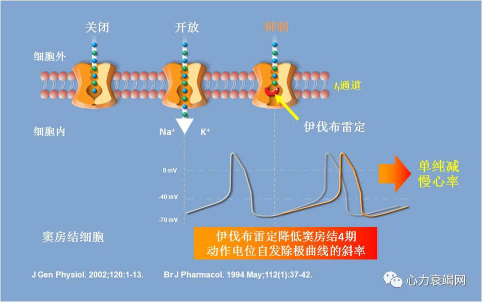 特异性if通道阻滞剂伊伐布雷定:单纯减慢心率72加量过程反复且出现