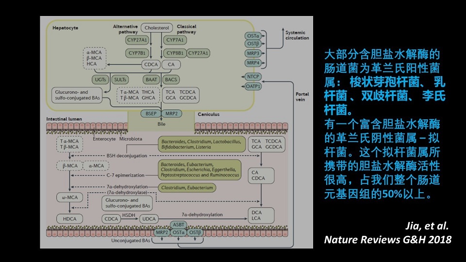 我們同樣也看到了幾乎是完全一致的檢測效果,那就是說膽汁酸全面升高