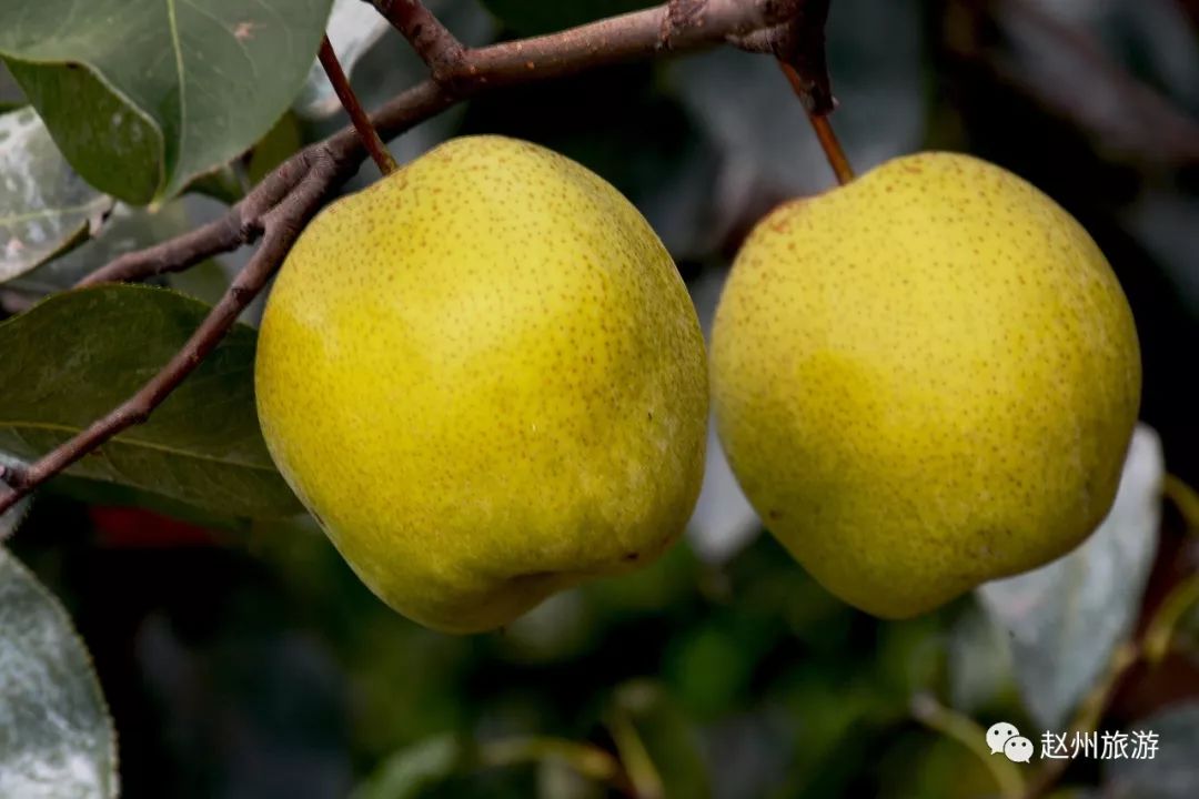 【赵县网】乡情●金秋梨园硕果累 古韵赵州景致新_联系人
