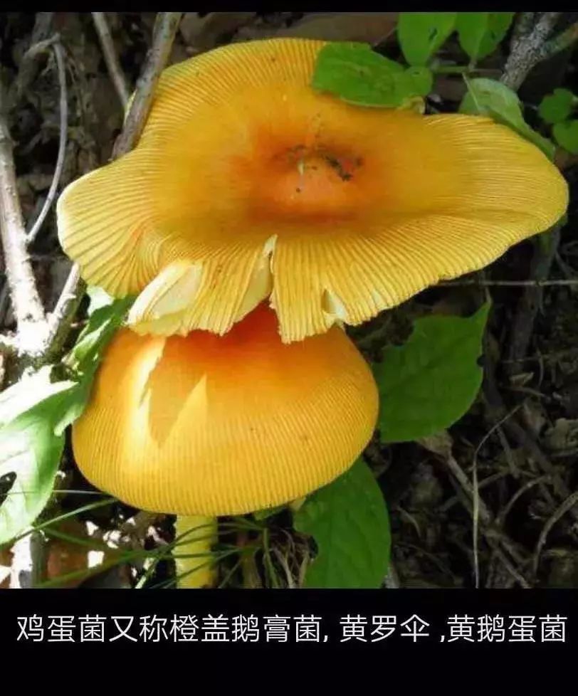 一盘菜放倒大连一家三口